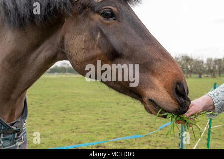 Besitzer eines Pferdes gesehen Fütterung ihm Frische wiese gras am Rande einer elektrischen Zaun auf einer kleinen Ranch im späten Frühjahr. Stockfoto