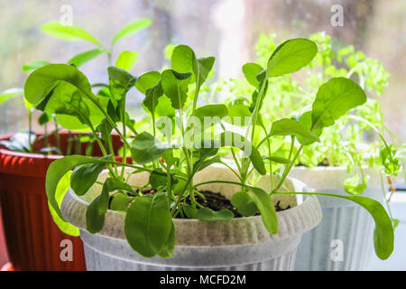 Die rucola Pflanze wächst auf das Fenster im Container Stockfoto