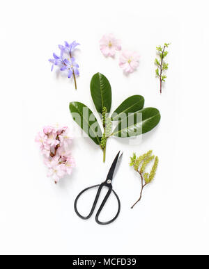 Frühling botanischer florale Komposition. Rosa Japanische Kirschblüten, blaue Scilla Blumen und immergrünen Englisch Laurel Branch mit Schwarz Vintage scissor Stockfoto