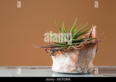 Eine sukkulente Pflanze (aloaceae) in einem terracotta Blumentopf Stockfoto