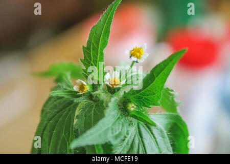 Galinsoga quadriradiata, Galinsoga ciliata shaggy Soldat, peruanische Daisy, behaart, eingesäumt quickweed galinsoga Stockfoto