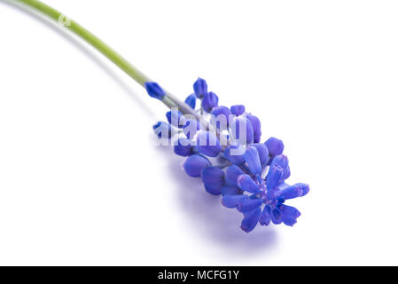 Muscari Blumen isoliert auf weißem Hintergrund Stockfoto