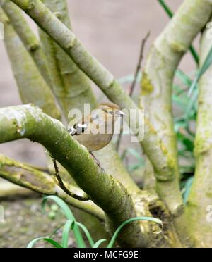 Ein erwachsenes Weibchen buchfink Fringilla coelebs thront auf einem Zweig eines Bush Stockfoto