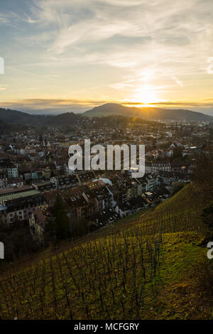 Deutschland, Stadt Freiburg im Breisgau hinter grünen Weinberg im warmen Abendlicht Stockfoto