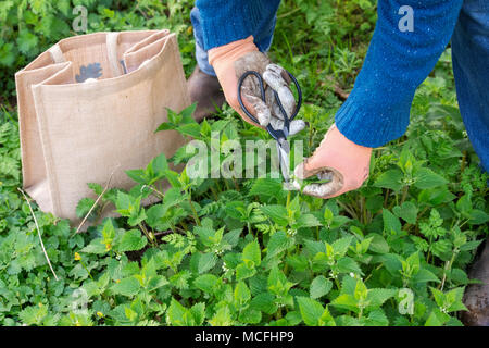 Hat wild Essen. Man schneiden junge Brennnesseln mit Schere im frühen Frühling. Großbritannien Stockfoto