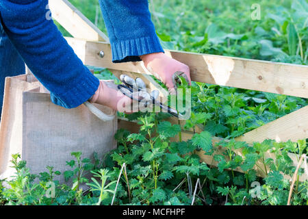 Hat wild Essen. Man schneiden junge Brennnesseln mit Schere im frühen Frühling. Großbritannien Stockfoto