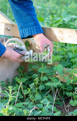 Hat wild Essen. Man schneiden junge Brennnesseln mit Schere im frühen Frühling. Großbritannien Stockfoto