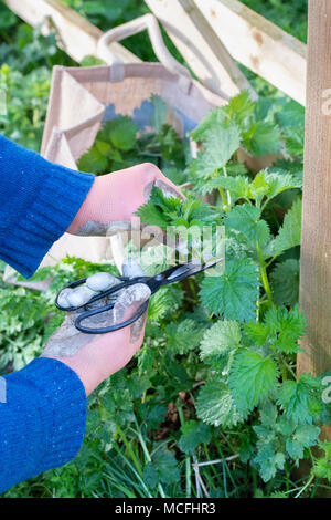 Hat wild Essen. Man schneiden junge Brennnesseln mit Schere im frühen Frühling. Großbritannien Stockfoto