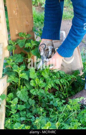 Hat wild Essen. Man schneiden junge Brennnesseln mit Schere im frühen Frühling. Großbritannien Stockfoto