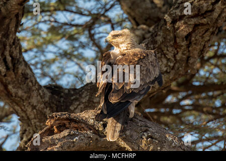 TAWNEY EAGLE (AQUILA RAPAX) hoch oben in einem Baum, Serengeti National Park, Tansania Stockfoto