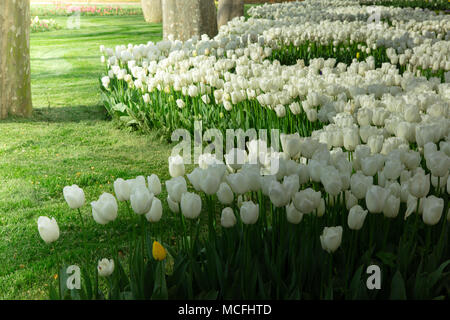 Weiße Tulpen Mix mit einem gelben Tulpen mit grünem Gras Feld vor den Bäumen im Garten im Frühling Stockfoto