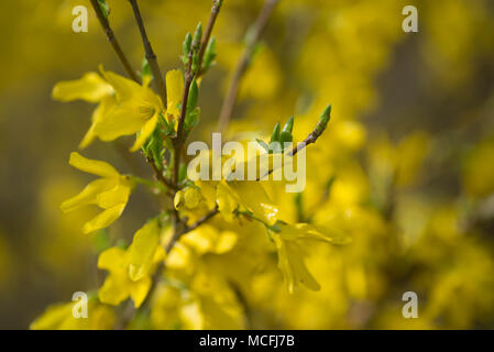 Forsythia Blumen auf Zweig Makro selektiven Fokus Stockfoto