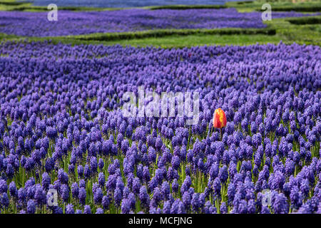 Hohe Betrachtungswinkel der Traubenhyazinthen Blumen im Garten und rote Tulpe, selektiver Fokus, hohe Bildqualität Stockfoto