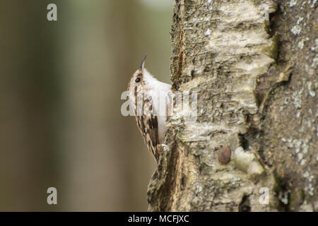 Baum Kriechgang (Certhia familiaris) Vogel auf Baumstamm bei RSPB Farnham Heide, Surrey, Großbritannien Stockfoto