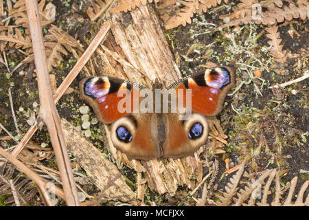 Tagpfauenauge (Nymphalis io) in Heide in Surrey, Großbritannien sonnt Stockfoto