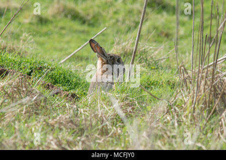 Kaninchen (Oryctolagus cuniculus) am Eingang der Höhle auf Grünland an thursley Gemeinsame National Nature Reserve in Surrey, Großbritannien Stockfoto