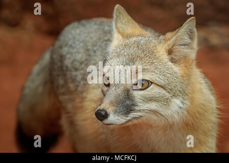 Eine rasche Fuchs (Vulpes Velox) Portrait. Stockfoto