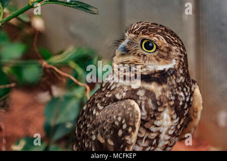 Ein kleiner Graben Eule (Athene cunicularia) posiert für die Kamera Stockfoto