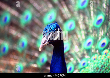 Ein Pfau stolziert zusammen mit seinem tailfeathers schwärmten aus, Stockfoto