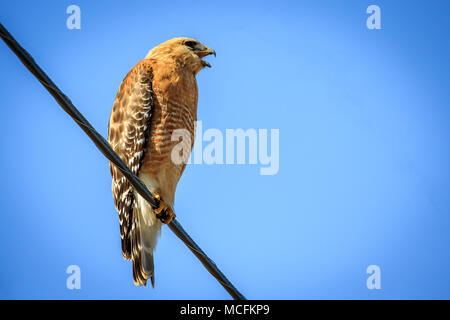 Eine rote geschulterten Falken (Buteo lineatus) auf einem Draht gehockt Stockfoto