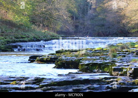 Aysgarth fällt: die herrlichen Wasserfälle auf dem Fluß Ure, North Yorkshire, Großbritannien Stockfoto