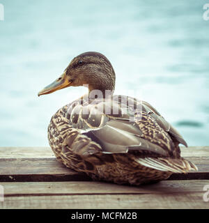 Wilde weibliche Ente (STOCKENTE) am See Stockfoto