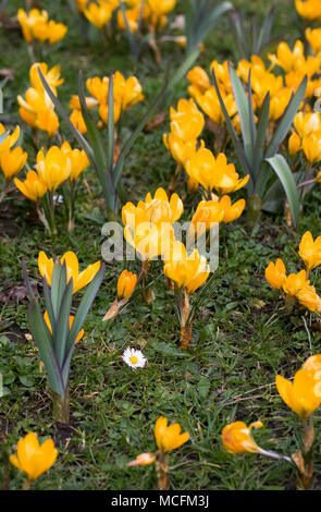 Crocus x luteus 'Golden Gelb" Blumen. Stockfoto