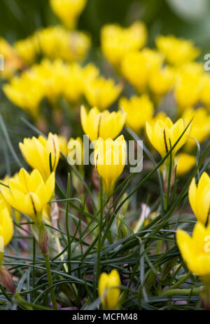 Ipheion sellowianum Blumen im Frühling. Stockfoto