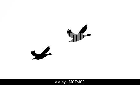 Die männlichen und weiblichen Graugans (Anser anser) Flug silhuette in Schwarz und Weiß Stockfoto