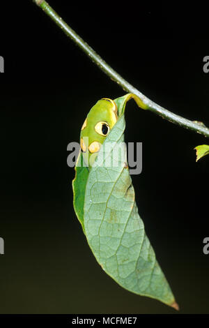 03029-011.13 Spicebush Schwalbenschwanz (Papilio troilus) Caterpillar Spicebush (Benzoe aestivale) Blatt Rohr Marion Co.IL Stockfoto