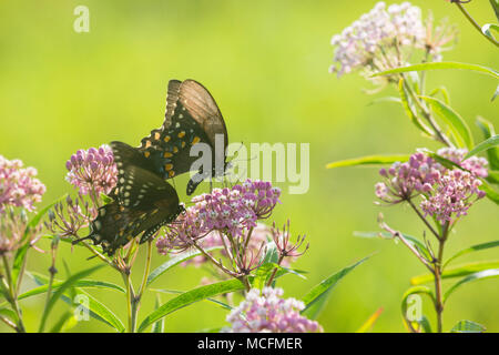 03029-01502 Spicebush Schmetterlinge Schwalbenschwanz (Papilio troilus) männlich und weiblich auf Sumpf Seidenpflanze (Asclepias incarnata), Marion Co., IL Stockfoto