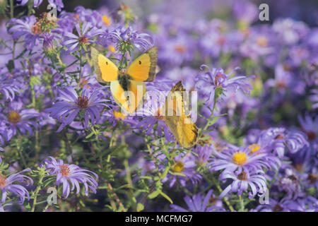 03074-00615 Orange Schwefel (Colias eurytheme) auf Frikart Aster (Aster frikartii) Marion Co.IL Stockfoto