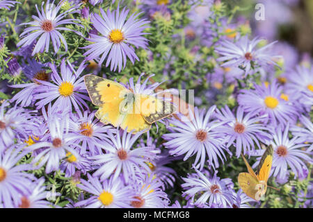 03074-00619 Orange Schwefel (Colias eurytheme) männlichen & weiblichen auf Frikart Aster (Aster frikartii) Marion Co.IL Stockfoto