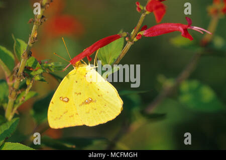 03091-00419 wolkenlosen Schwefel Schmetterling (Phoebis sennae) Weibchen auf Ananas Salbei (Salvia elegans) Marion Co.IL Stockfoto