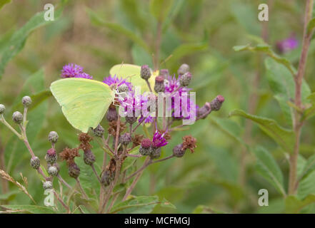 03091-005.02 wolkenlosen Schwefel (Phoebis sennae) über gemeinsame Ironweed (vernonia Fasciculata) Effingham Co.IL Stockfoto