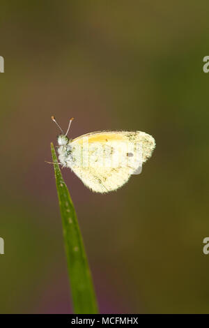 03109-001.03 zierliche Schwefel (Nathalis iole) männlich, Marion Co.IL Stockfoto