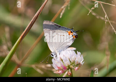 03191-006.06 Grau Hairstreak (Strymon melinus) auf weißklee (Trifolium repens) Marion Co., IL Stockfoto