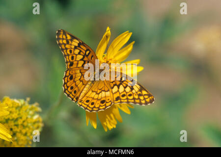 03312-003.17 Bunte Fritillaryschmetterling (Euptoieta Claudia) Starr Co.TX Stockfoto