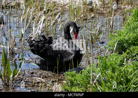 Einen schönen schwarzen Schwan Bild genießen das Leben in Chichester Harbour, West Sussex, UK. Stockfoto