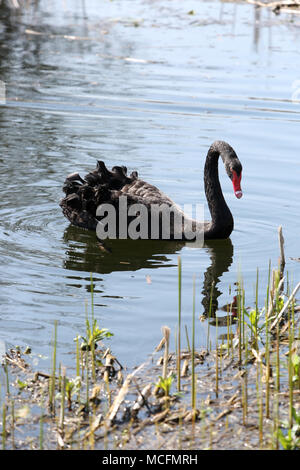 Einen schönen schwarzen Schwan Bild genießen das Leben in Chichester Harbour, West Sussex, UK. Stockfoto