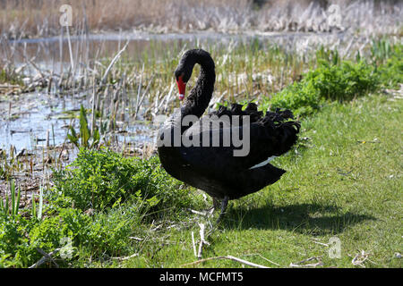 Einen schönen schwarzen Schwan Bild genießen das Leben in Chichester Harbour, West Sussex, UK. Stockfoto