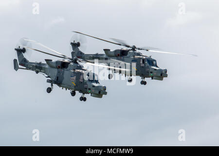 Ein paar AgustaWestland Wildcat HMA Mk2s ab 825 NAS sind derzeit durch die königliche Navys schwarze Katzen Aerobatic Display Team geflogen Stockfoto