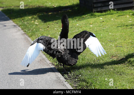 Einen schönen schwarzen Schwan Bild genießen das Leben in Chichester Harbour, West Sussex, UK. Stockfoto