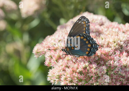 03418-01007 rot-gepunktete Violett (Limenitis arthemis) auf Joe Pye Unkraut (Eutrochium Purpureum) Marion Co.IL Stockfoto