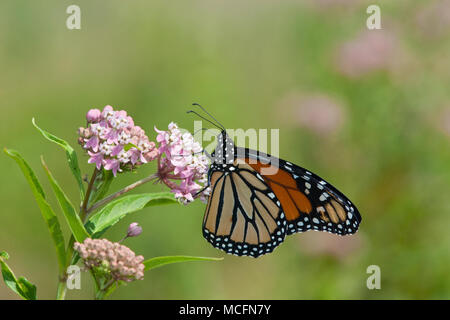 03536-04901 Monarchfalter (danaus Plexippus) männlichen auf Sumpf Seidenpflanze (Asclepias incarnata) Marion Co., IL Stockfoto