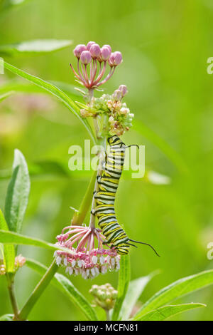 03536-04909 Monarchfalter (danaus Plexippus) Raupen auf Sumpf Seidenpflanze (Asclepias incarnata) Marion Co., IL Stockfoto