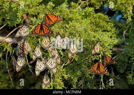 03536-05207 Monarchfalter (danaus Plexippus) Rastplätze in Eastern Red Cedar Tree (Juniperus virginiana), Prairie Ridge State Natural Area, Mario Stockfoto