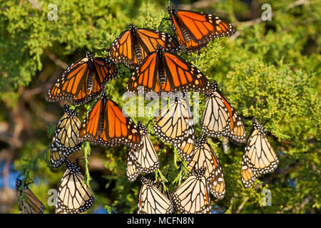 03536-05213 Monarchfalter (danaus Plexippus) Rastplätze in Eastern Red Cedar Tree (Juniperus virginiana), Prairie Ridge State Natural Area, Mario Stockfoto