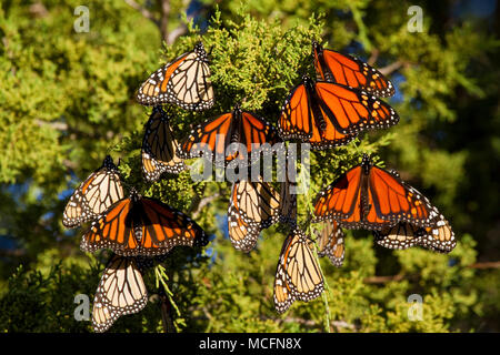 03536-05301 Monarchfalter (danaus Plexippus) Rastplätze in Eastern Red Cedar Tree (Juniperus virginiana), Prairie Ridge State Natural Area, Mario Stockfoto