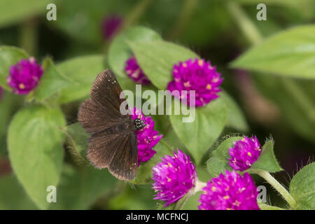 Gemeinsame 03657-00303 Pholisora Sootywing (Catull) auf Weltkugel Amaranth (Gomphrena Nana) Marion Co.IL Stockfoto